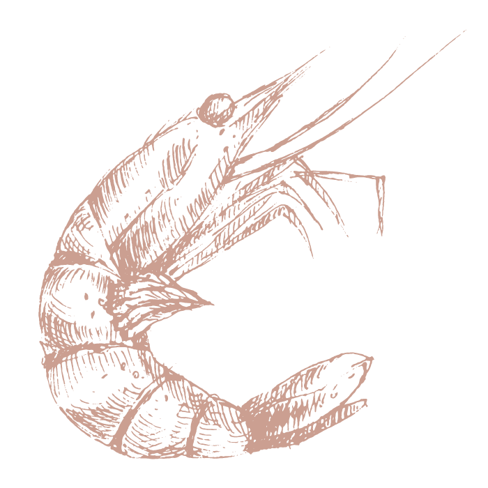 Prawn